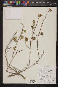 Abutilon californicum image