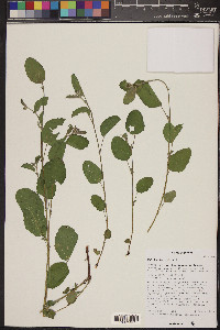 Waltheria indica image