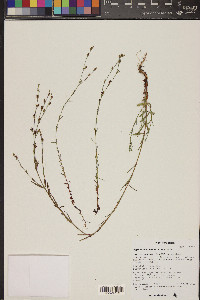 Hypericum moranense image