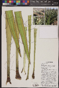 Yucca baccata image