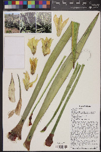 Yucca baccata image