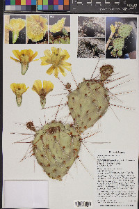 Opuntia phaeacantha image