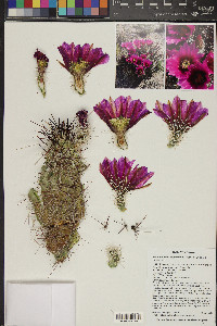 Echinocereus engelmannii image