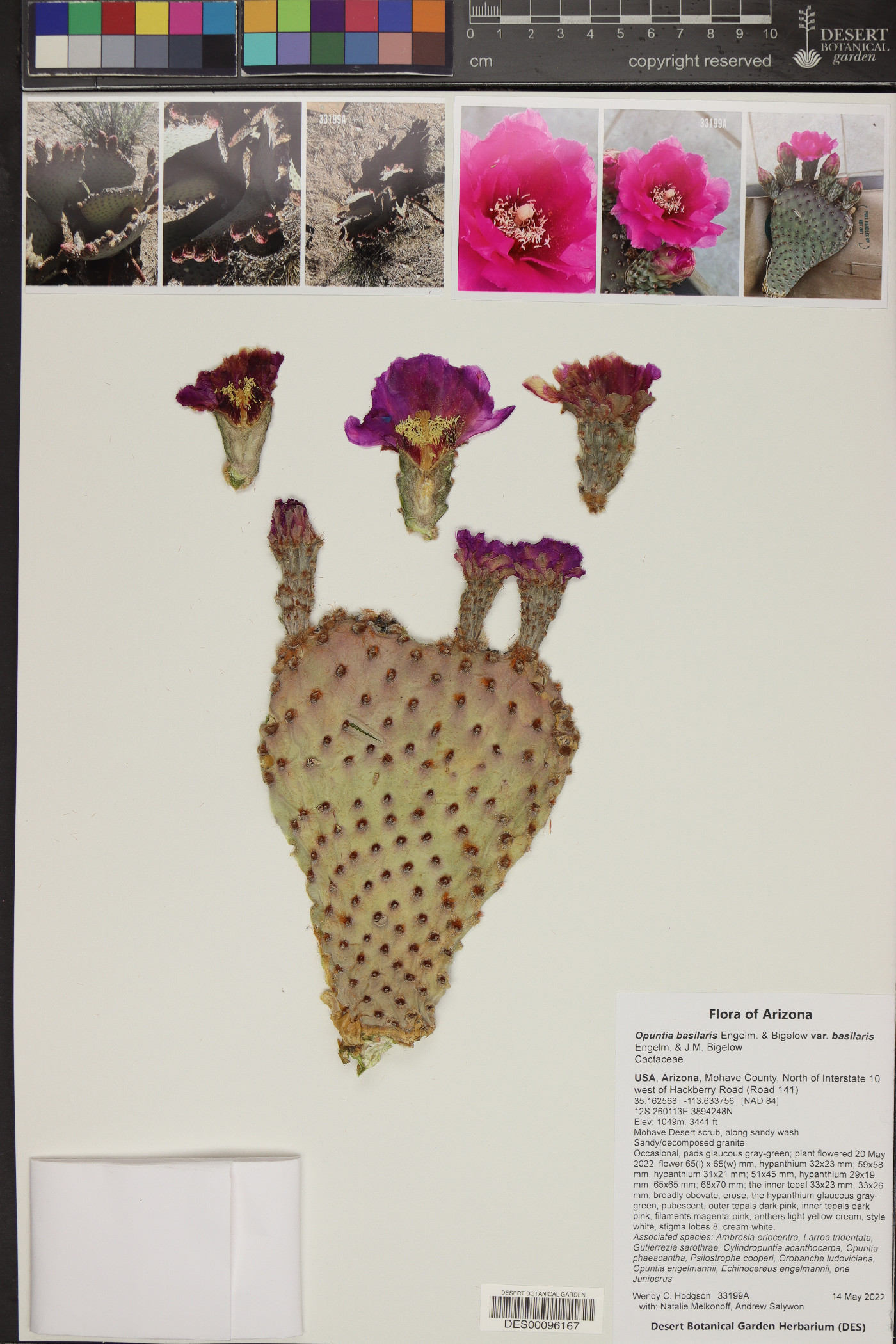 Opuntia basilaris var. basilaris image