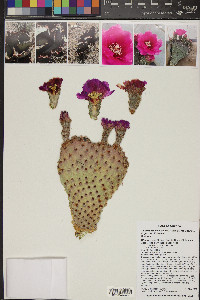 Opuntia basilaris image