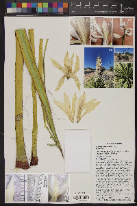 Yucca baccata image