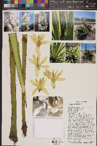 Yucca baccata var. brevifolia image