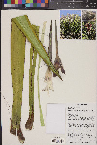 Yucca baccata image