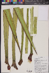 Yucca baccata image