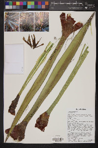 Yucca baccata image