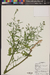 Thelypodium wrightii image