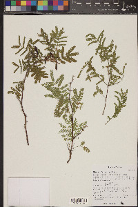 Mimosa dysocarpa image