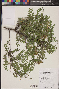 Eysenhardtia orthocarpa image