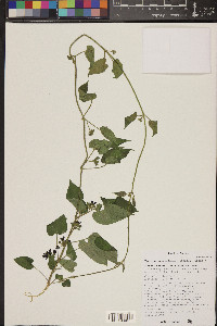 Matelea tristiflora image