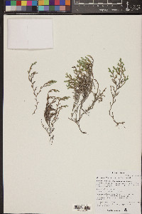 Selaginella rupincola image