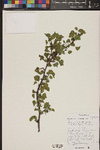 Jatropha cardiophylla image