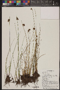 Juncus nevadensis image