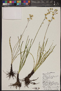 Zigadenus elegans image