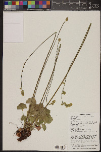 Heuchera parvifolia image