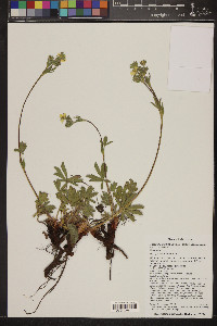 Potentilla gracilis var. fastigiata image