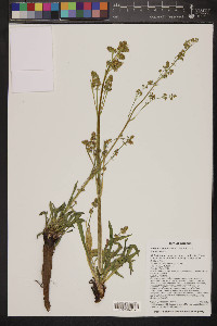 Valeriana edulis image