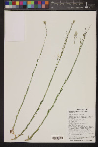 Boechera stricta image