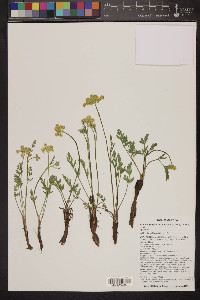 Pseudocymopterus montanus image