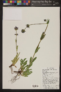 Penstemon rydbergii image