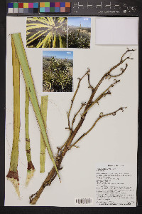 Yucca baccata image