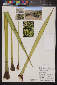 Yucca baccata image