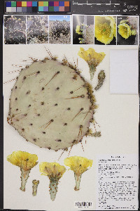 Opuntia macrocentra image