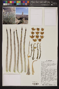 Hesperoyucca newberryi image