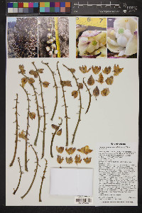 Hesperoyucca newberryi image