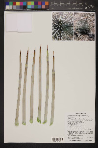 Hesperoyucca newberryi image