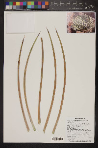 Hesperoyucca newberryi image