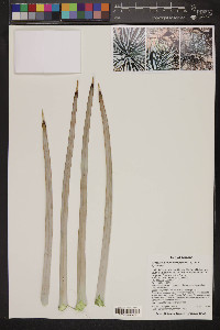 Hesperoyucca newberryi image