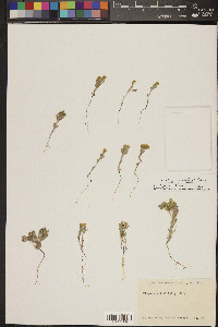 Eriophyllum wallacei image