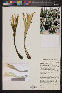 Harrisia divaricata image