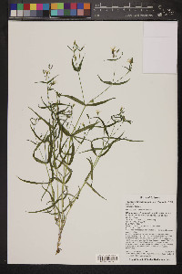 Pseudostellaria jamesiana image