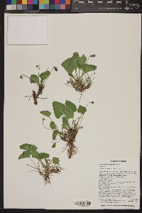 Viola nephrophylla image