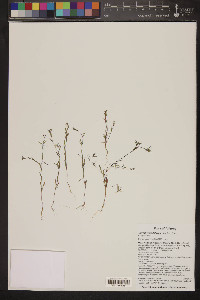 Gayophytum diffusum image