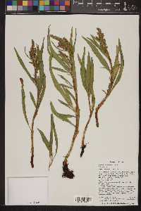 Rumex salicifolius image