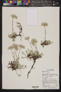 Antennaria parvifolia image