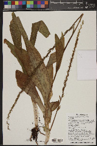 Platanthera sparsiflora image