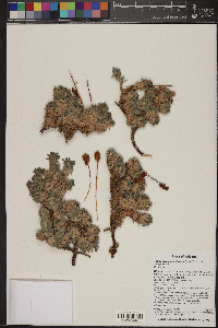 Petrophyton caespitosum var. caespitosum image