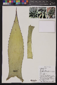 Agave parryi image