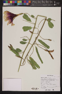 Ipomoea longifolia image