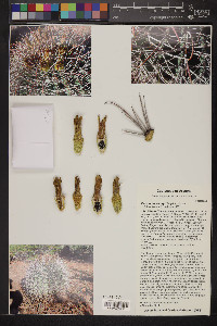 Ferocactus emoryi image