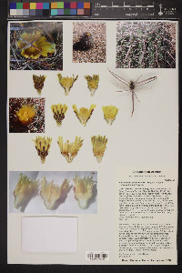 Ferocactus cylindraceus image