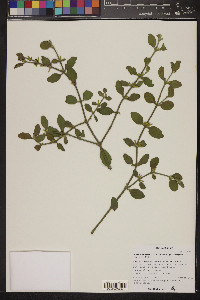 Phoradendron leucarpum subsp. tomentosum image